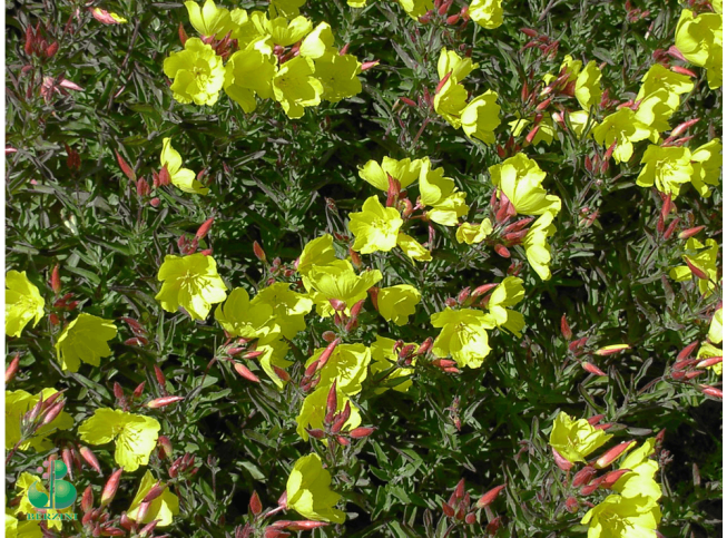 Oenothera fruticosa